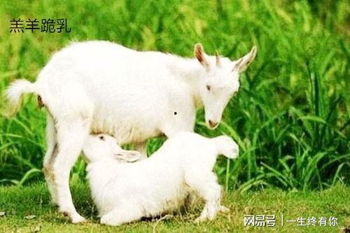 小羊羊爆料最新内容视频,揭秘视频背后的惊人真相! 第3张 小羊羊爆料最新内容视频,揭秘视频背后的惊人真相! 第3张